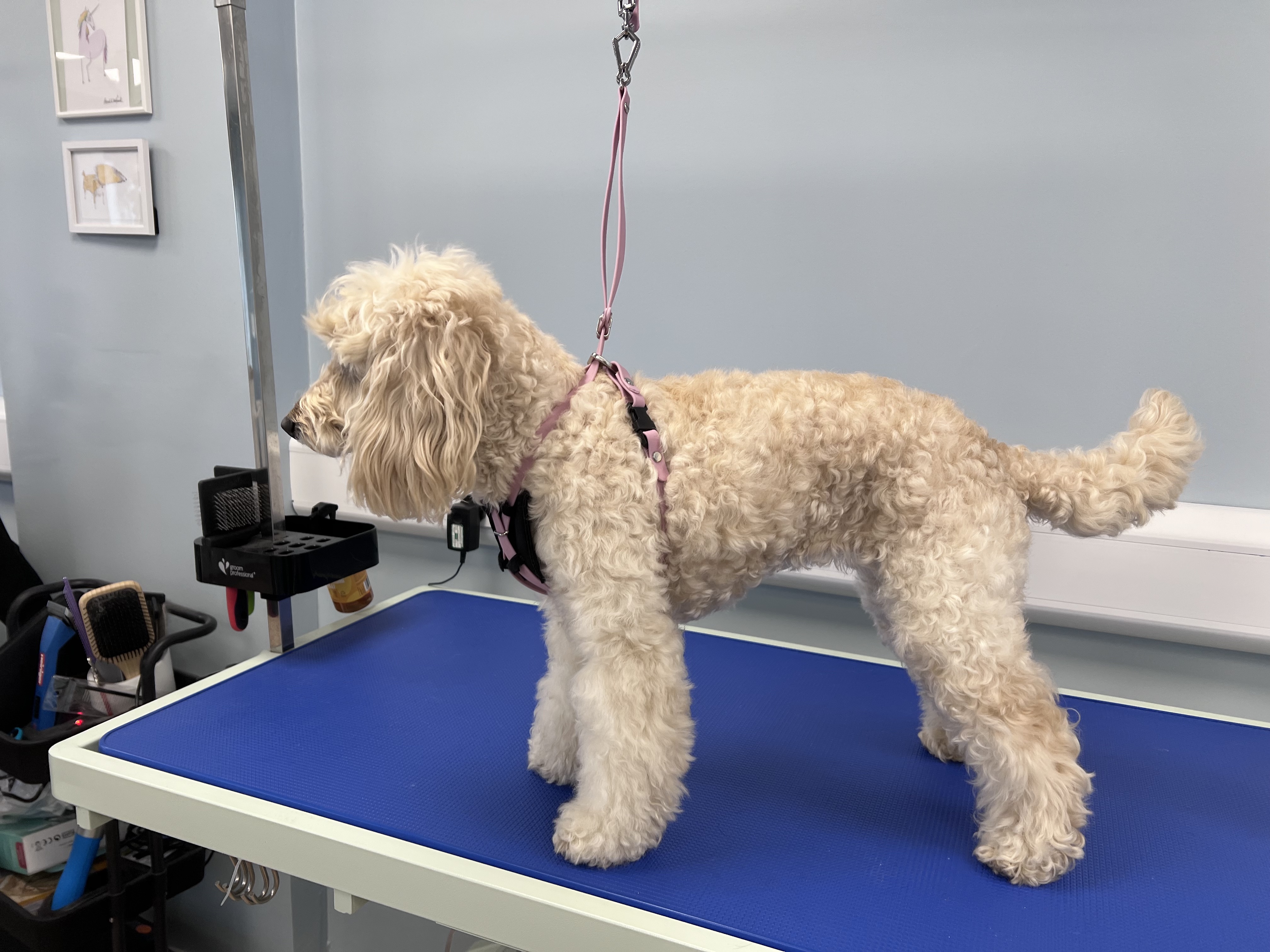 Why Do We Still Groom Dogs Using a Noose?