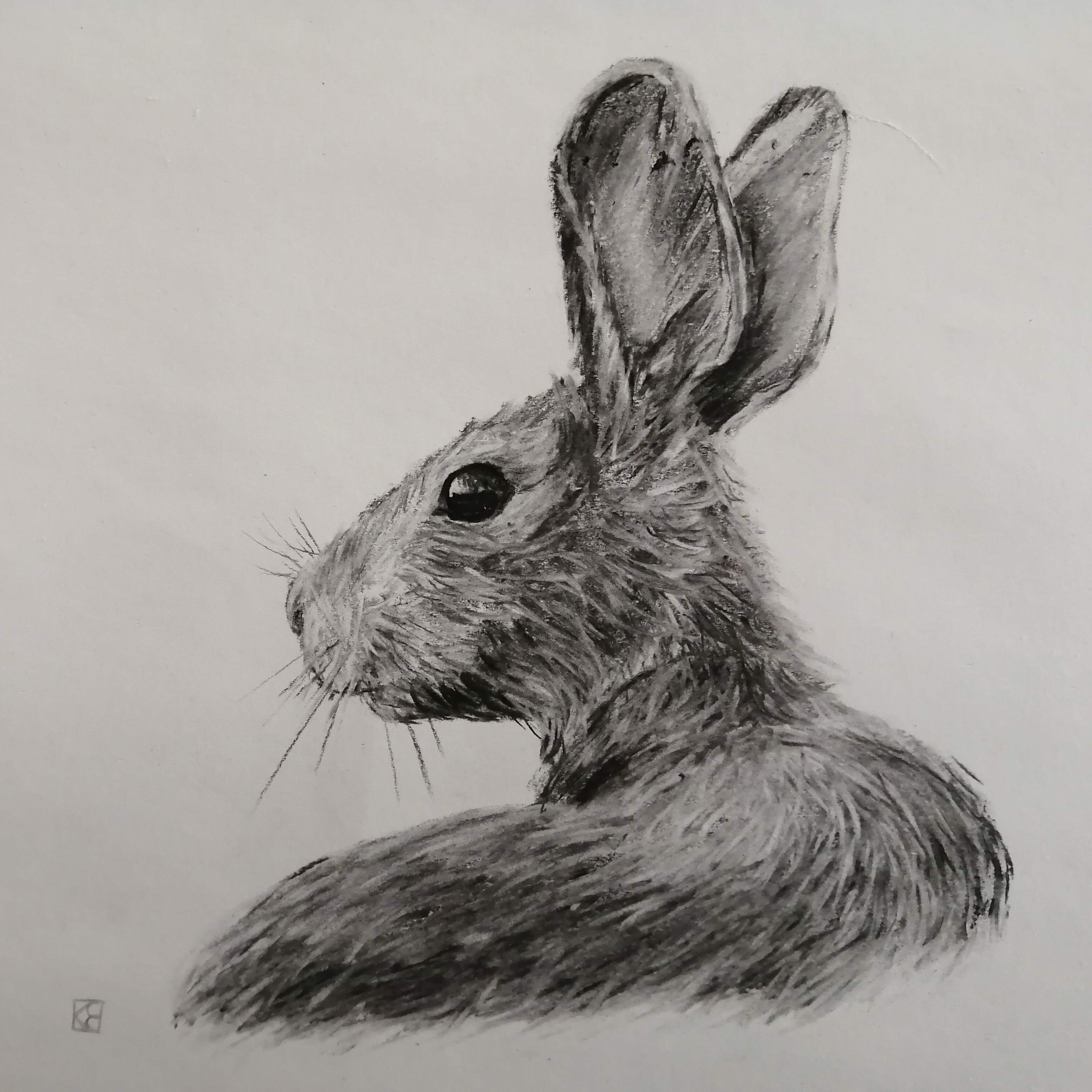 Day 59.  Hare