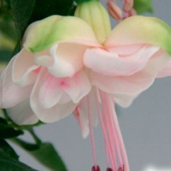 Fuchsia Jollies Avingnon