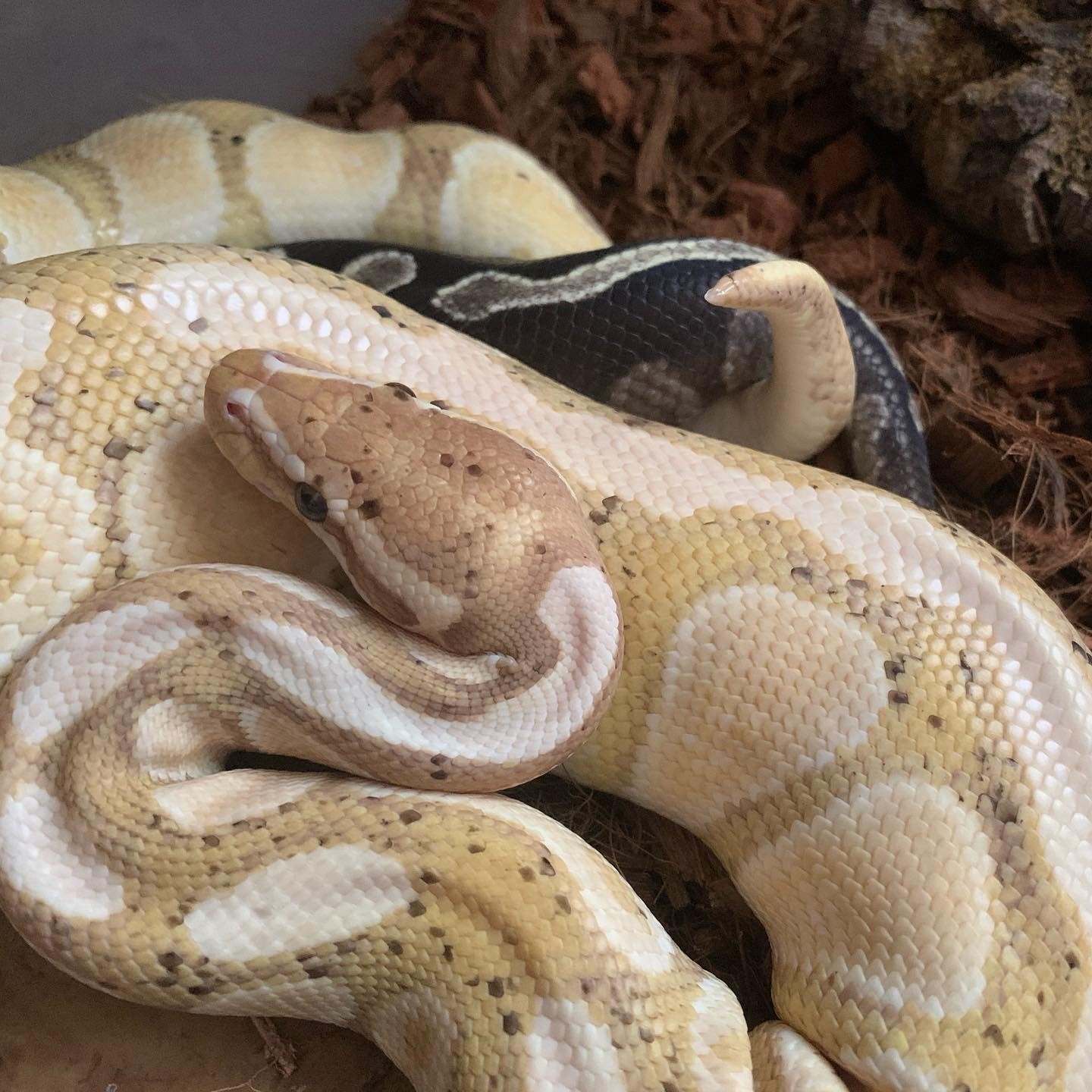 Banana and GHI Mojave Royal Pythons mating