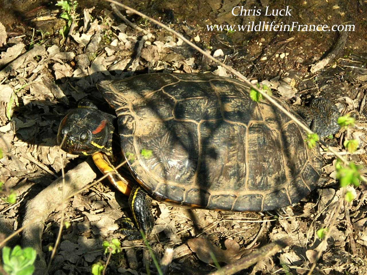 Florida Turtle, an introduced non native species
