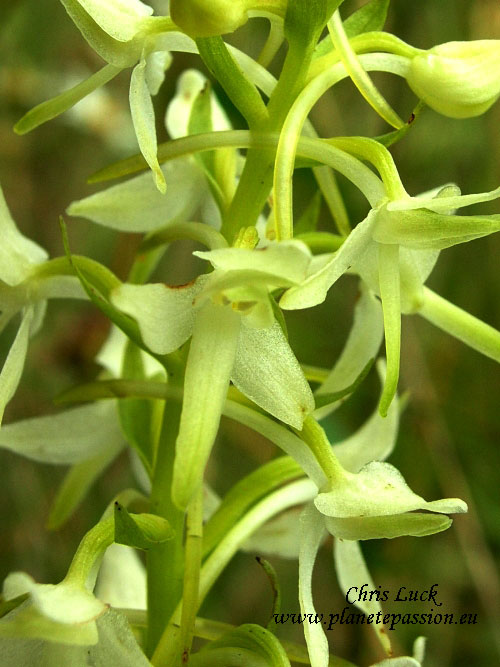 Lesser Butterfly Orchid  Platanthera-bifolia in France