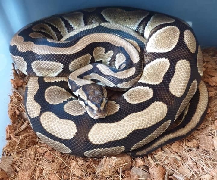 Desert Royal Python