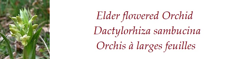 Elder flowered Orchid Dactylorhiza sambucina Orchis à larges feuilles France