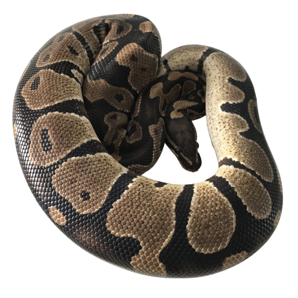 Normal Royal Python (Wild Type)