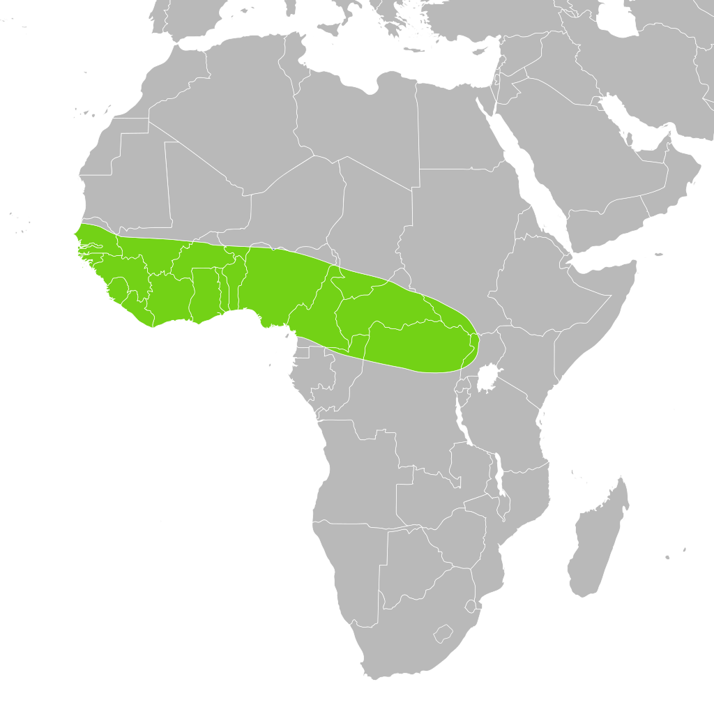 Map of Africa with Royal Python distribution highlighted