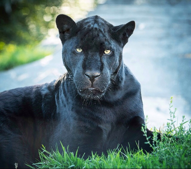 Protect Big Cats - Black Jaguar Long Pendant