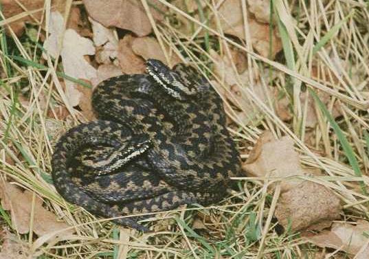 Common Adder in France