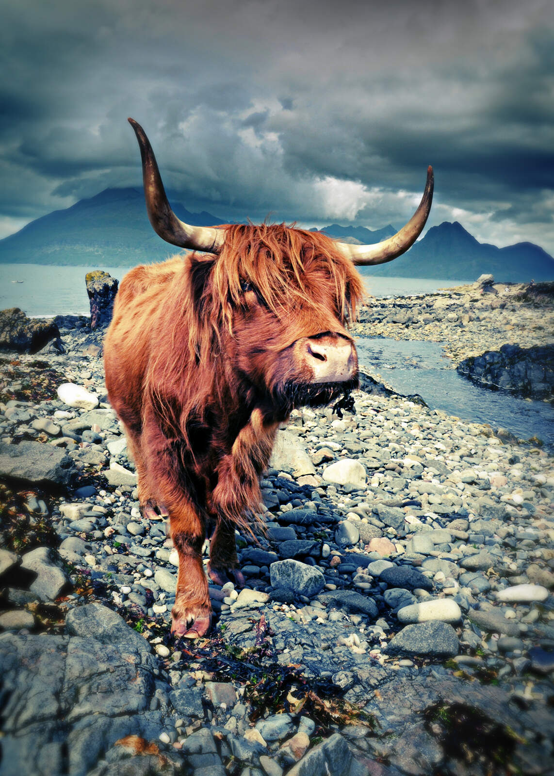 Highland cow Elgol