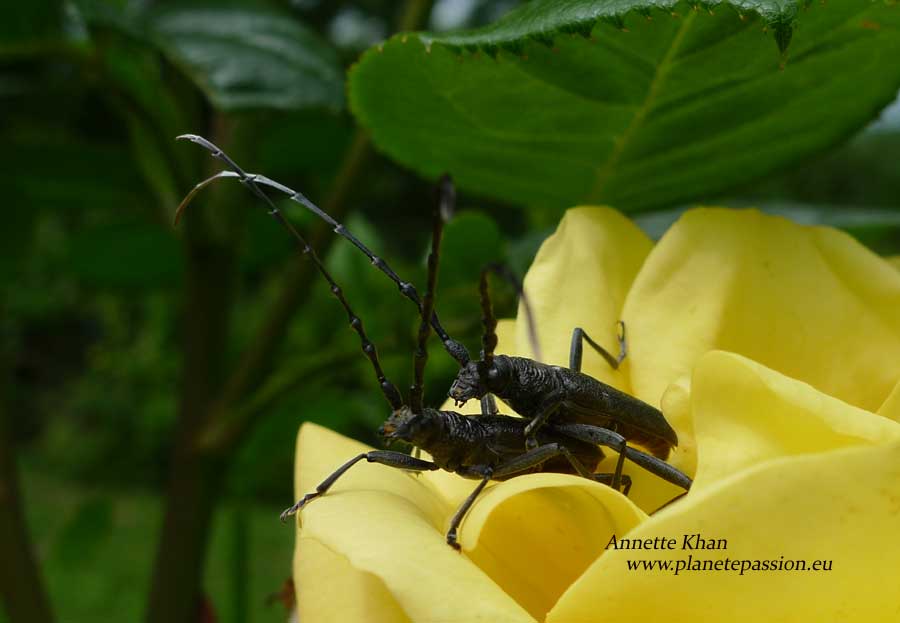 Lesser Capricorne beetles mating in France
