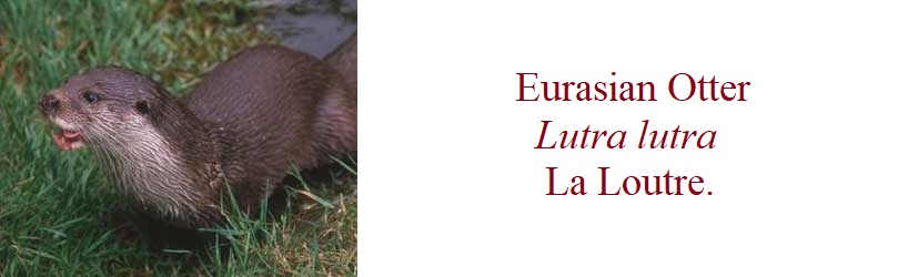 Eurasian Otter, Lutra lutra, La Loutre in France.