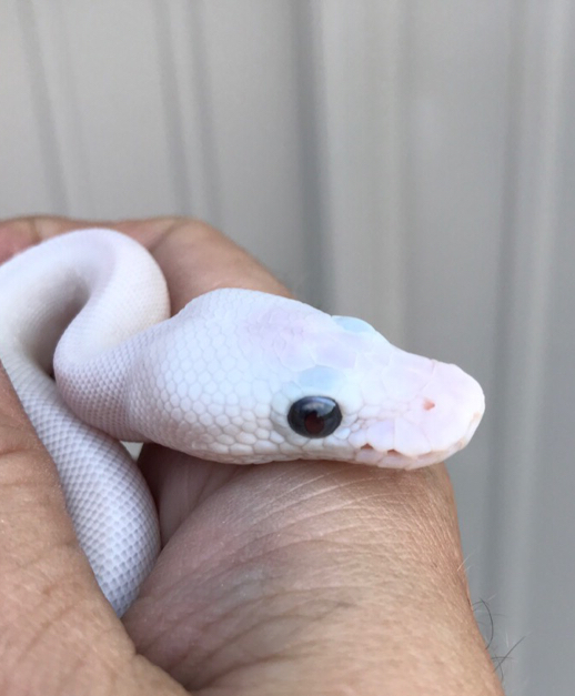 Blue eyed leucistic Royal Python with bug eyes