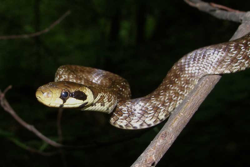 Photo Juvenile Aesculapian snake