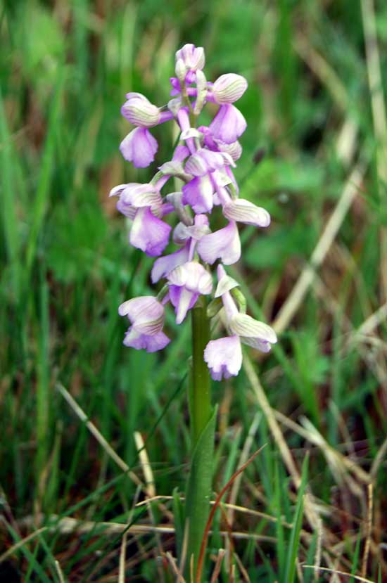 Green Winged Orchid  Anacamptis morio in France