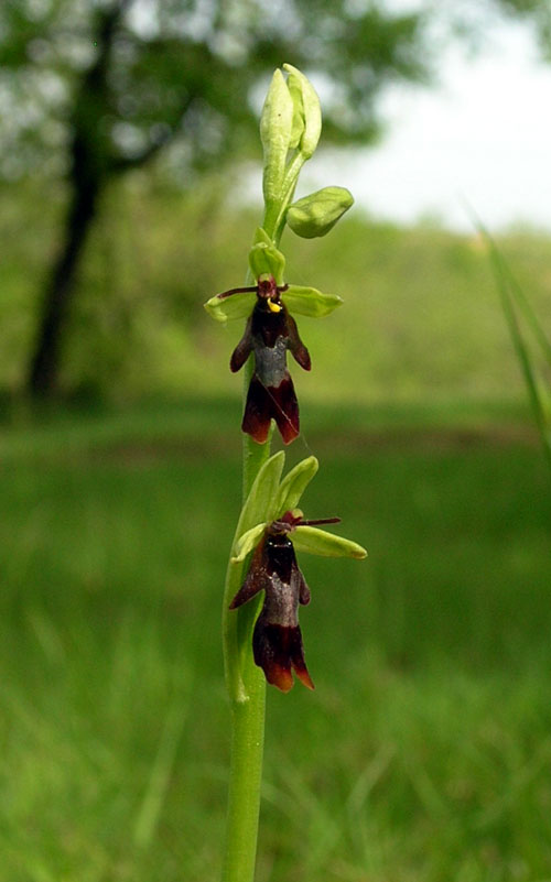 Fly Orchid  Ophrys insectifera in France