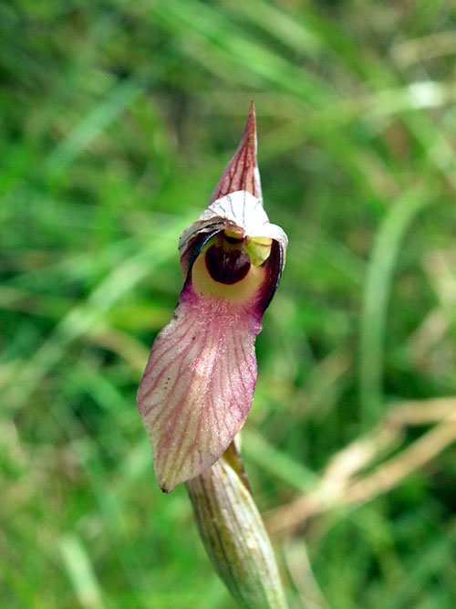 Tongue Orchid  Serapias-lingua in France