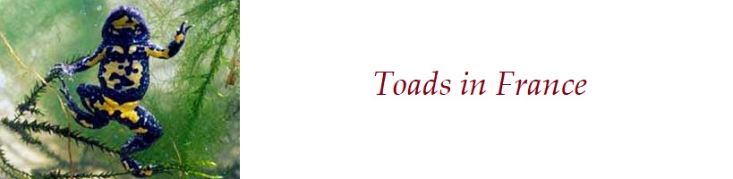 Toads in France