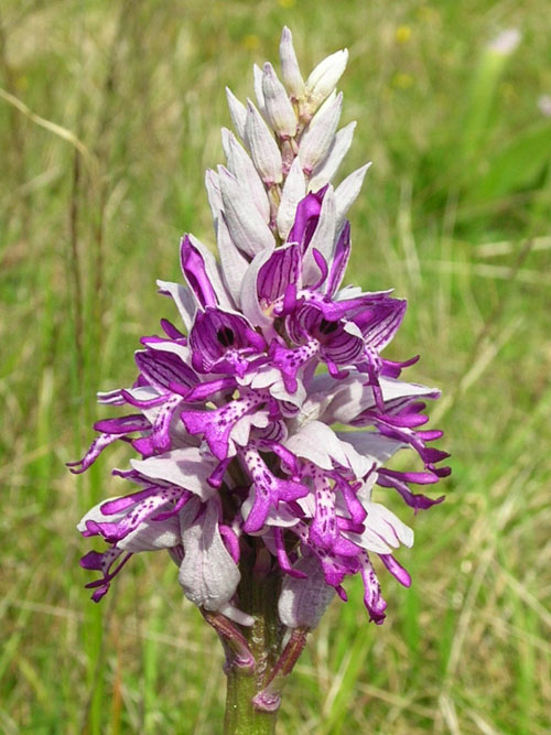 Military Orchid  Orchis militaris France