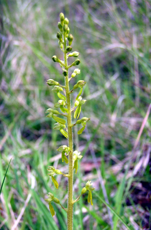 Common twayblade  Listera ovata in France
