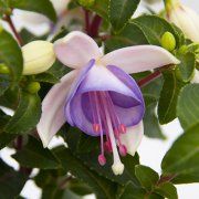 Fuchsia Jollies Macon