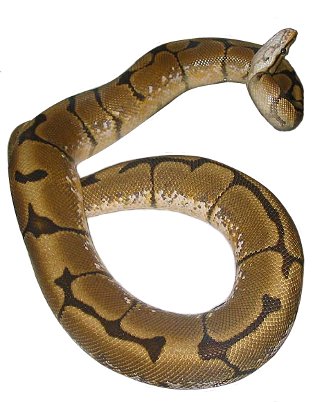 Spider Royal Python exhibiting the corkscrew defect