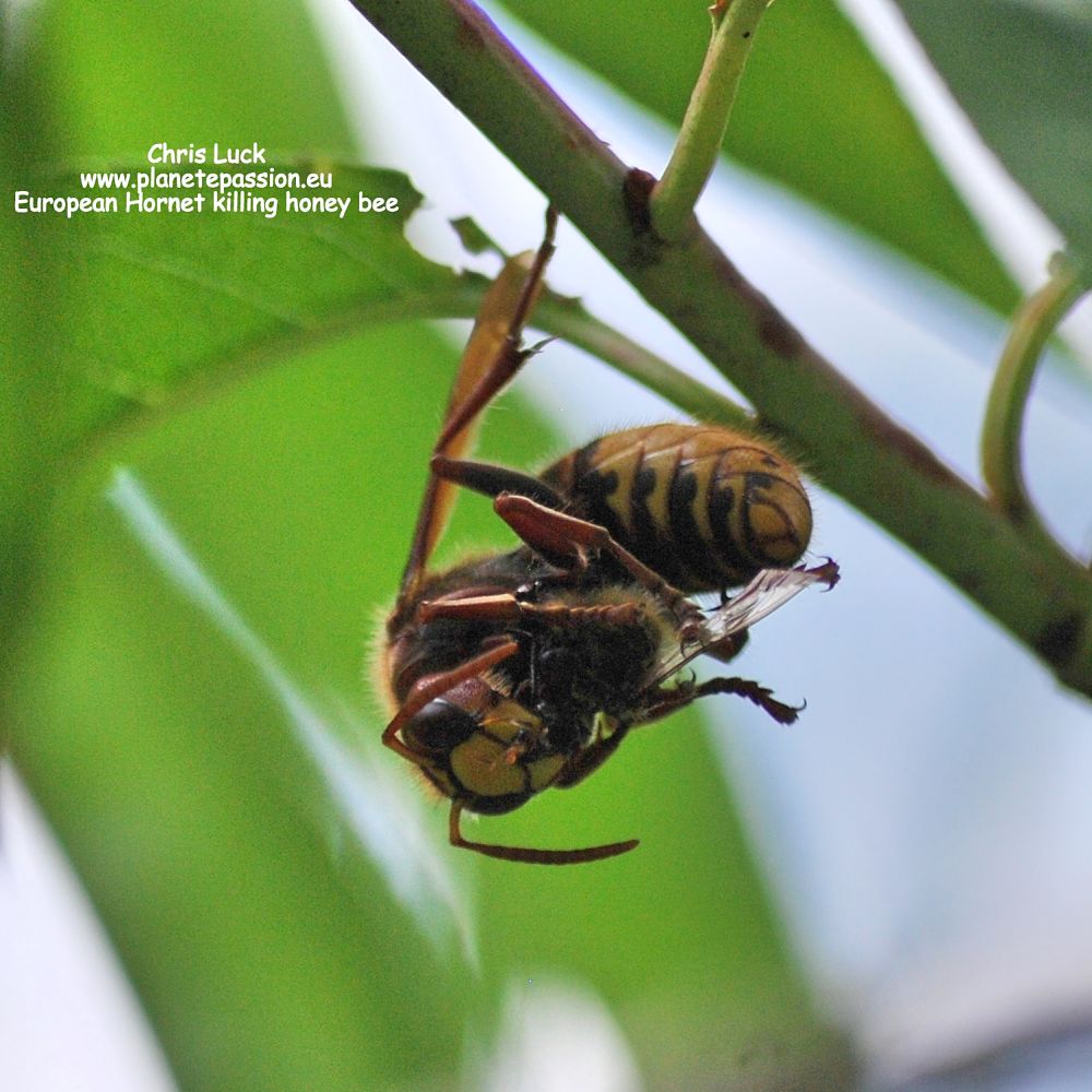 Hornet killing honeybee France