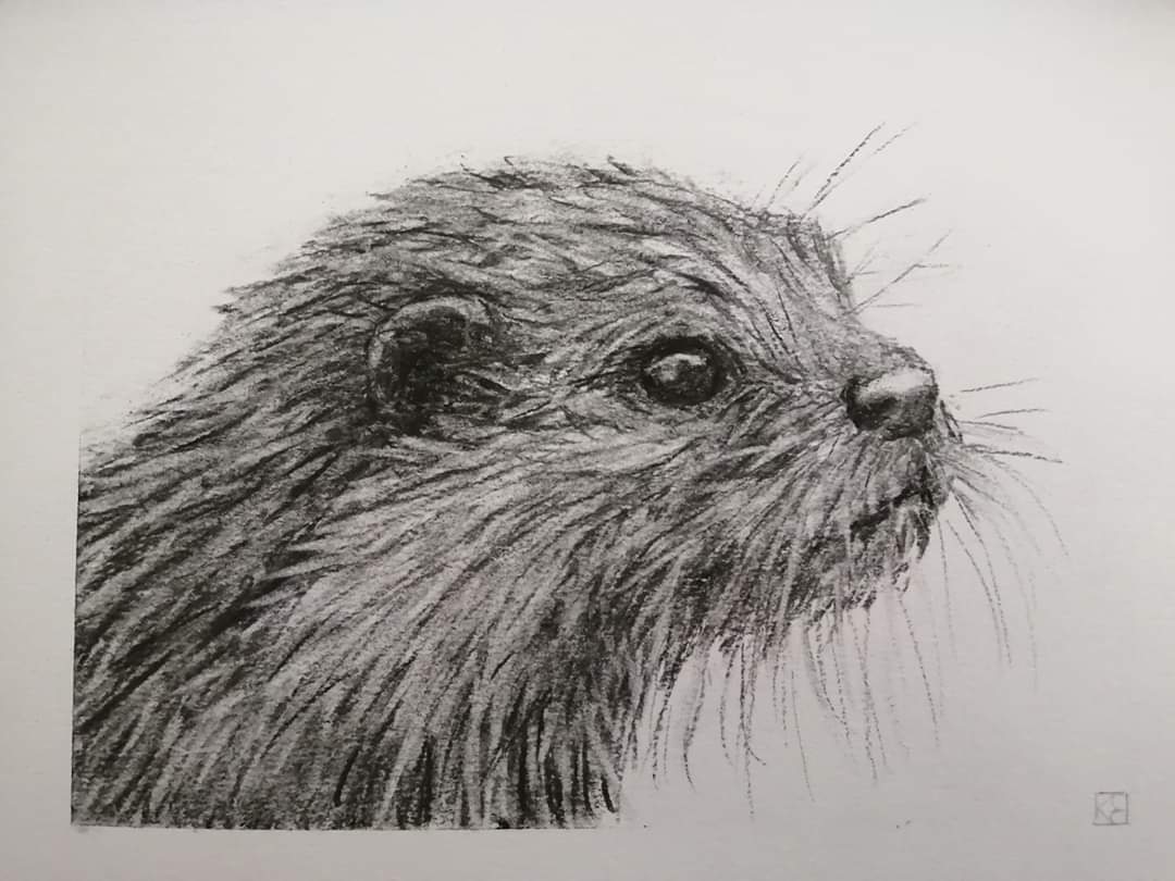 Day 98.  Otter