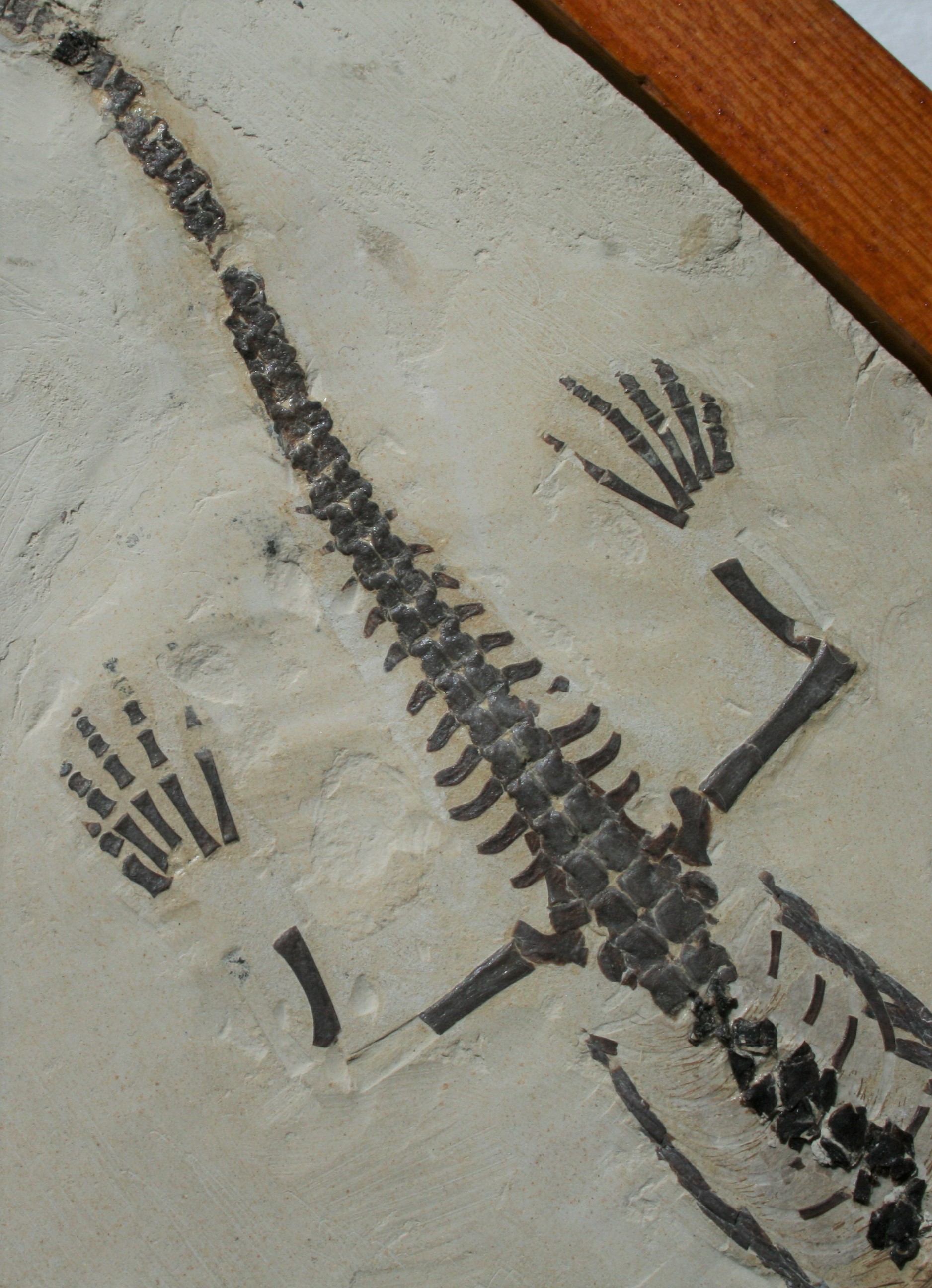 Mesosaur