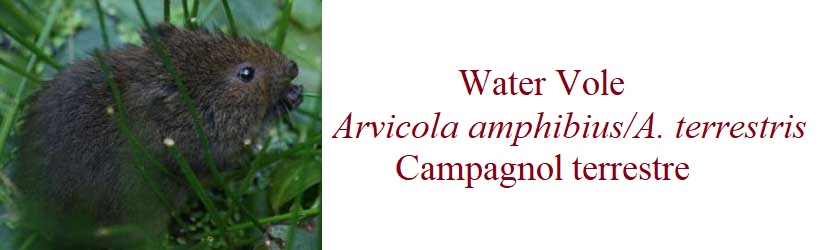 Water Vole  Arvicola amphibius / A. terrestris  Campagnol terrestre in France