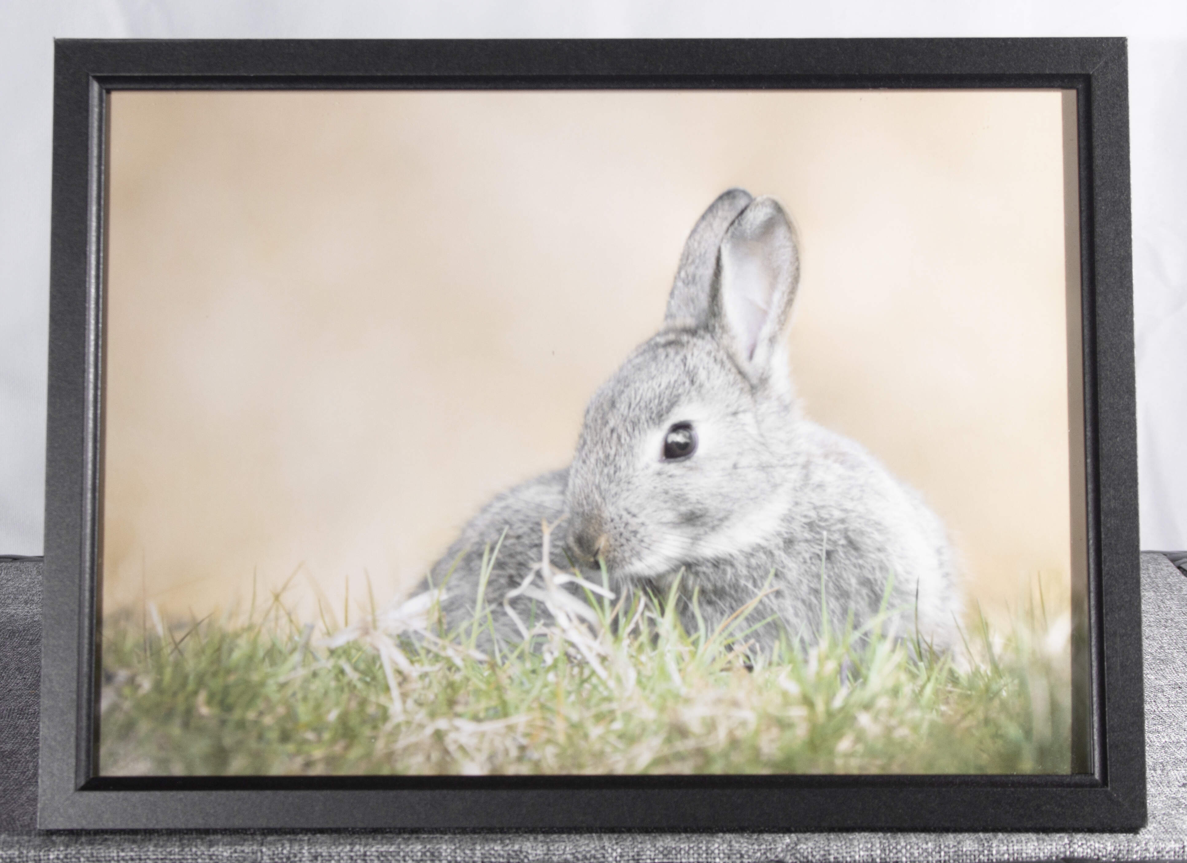 Rabbit framed photo