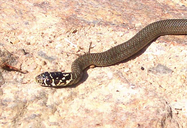 Juvenile western whip snake France