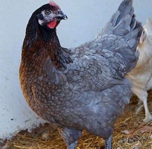 Chickens for Sale The Poplar Blue