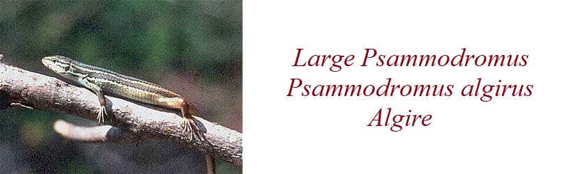 Large Psammodromus, Psammodromus algirus, Algire, in France