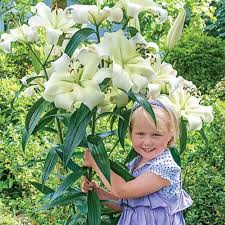 4 Giant Lily (Tree Lily) - Largest size bulbs from any supplier