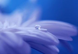 A drop of water on a purple petal