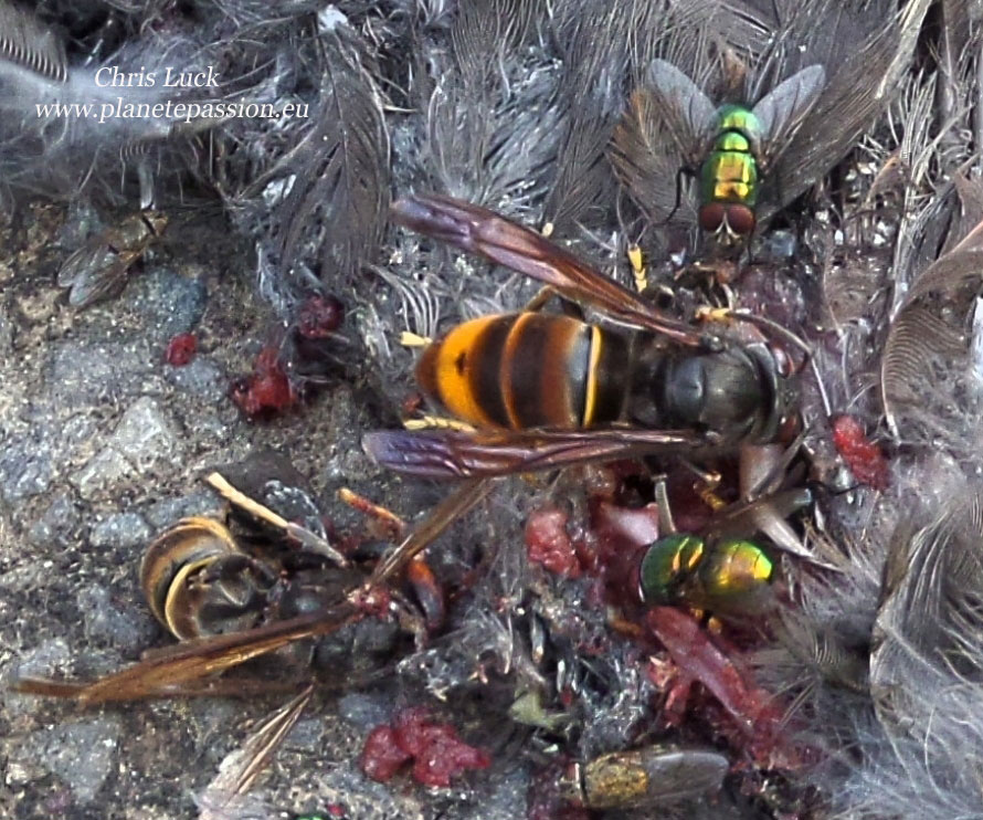 Asian Hornet and dead blackbird, France