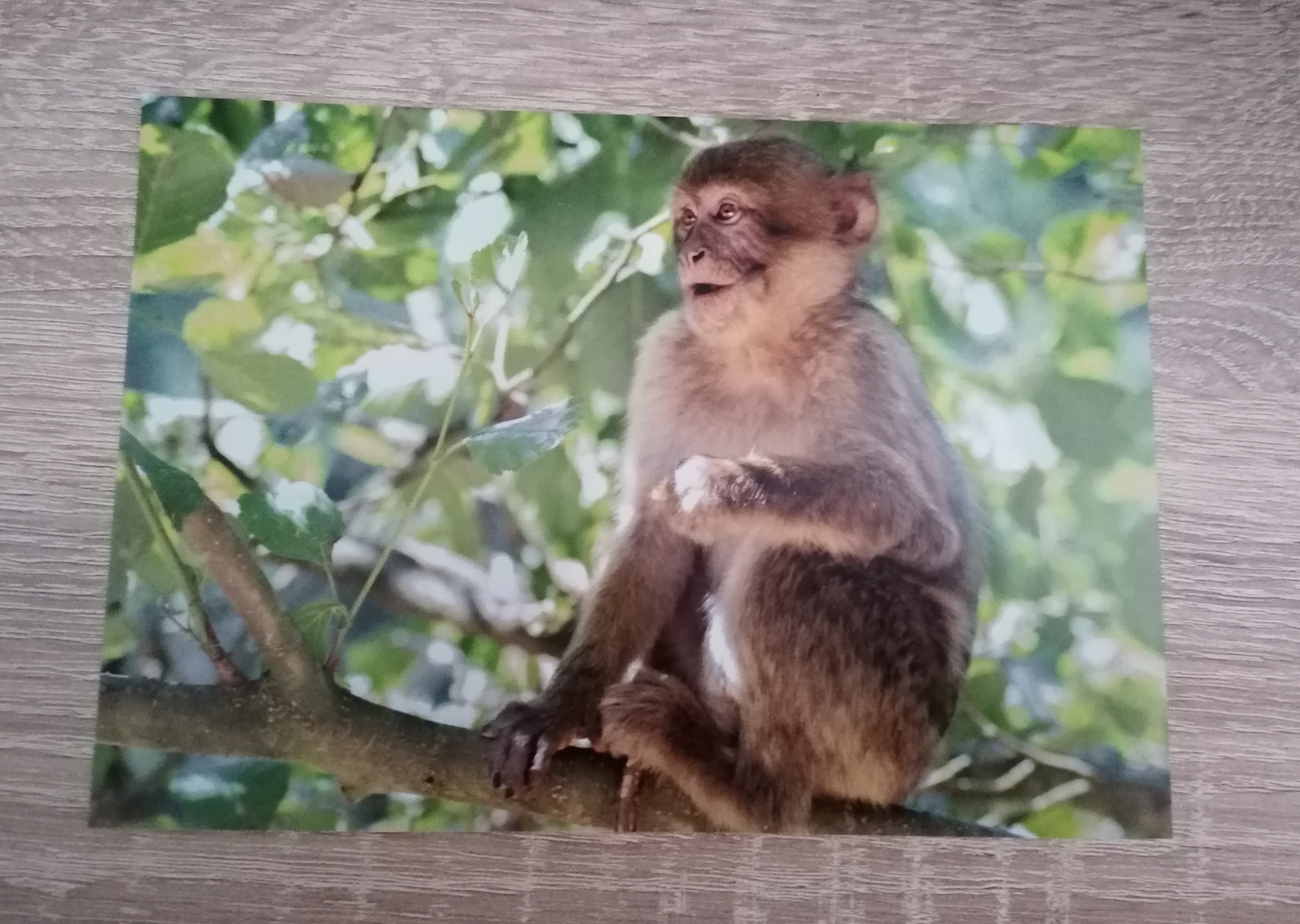 Young barbary macaque