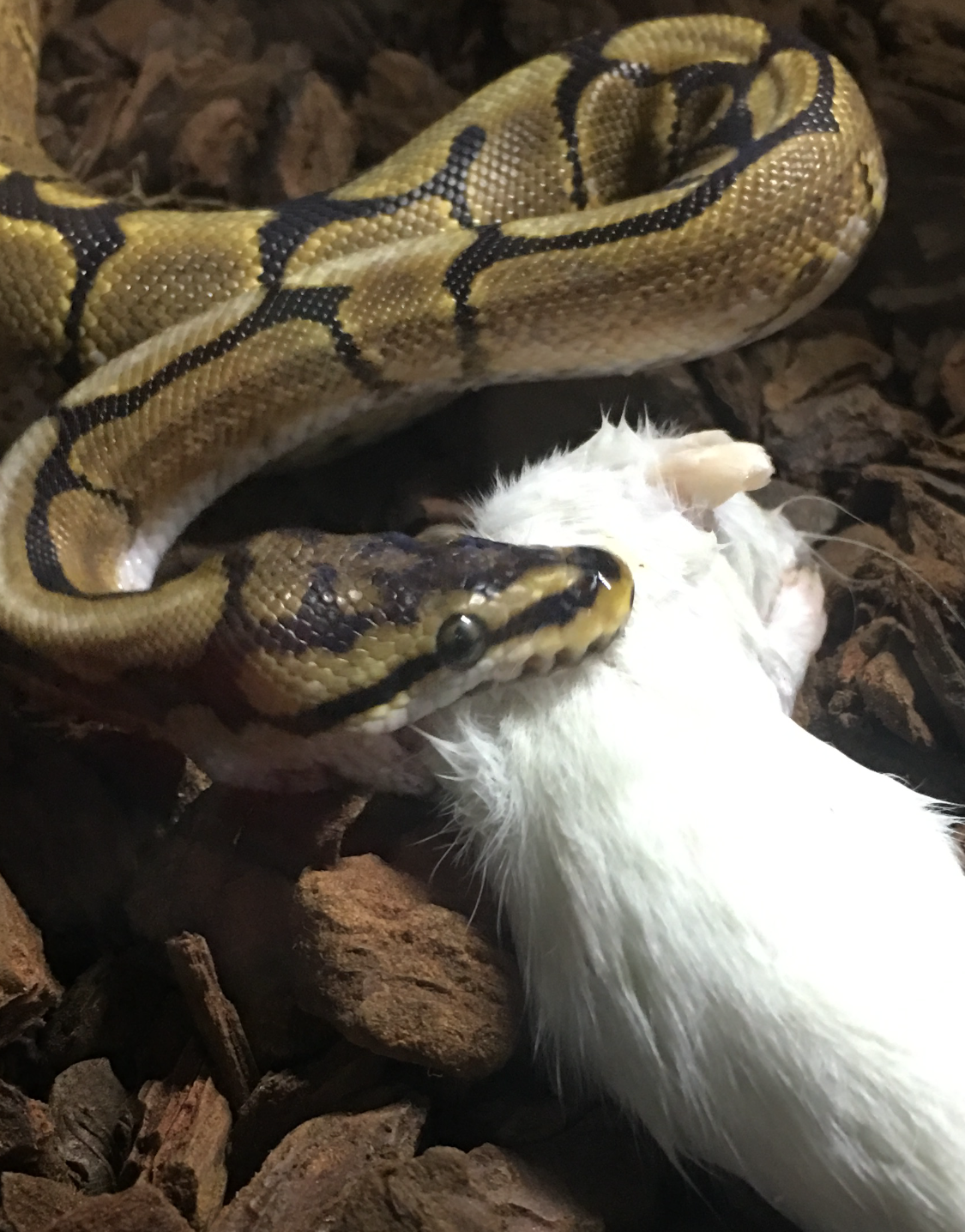 Spider Royal Python with rat in its mouth