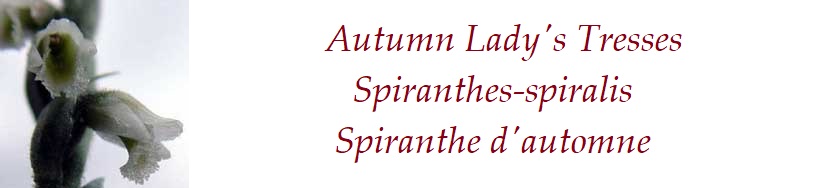 Autumn Lady's Tresses   Spiranthes-spiralis France
