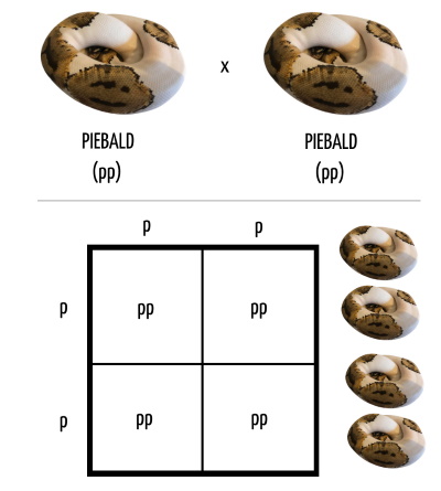 Recessive x Recessive Punnett Square