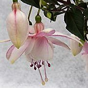 Fuchsia Jollies Narbonne