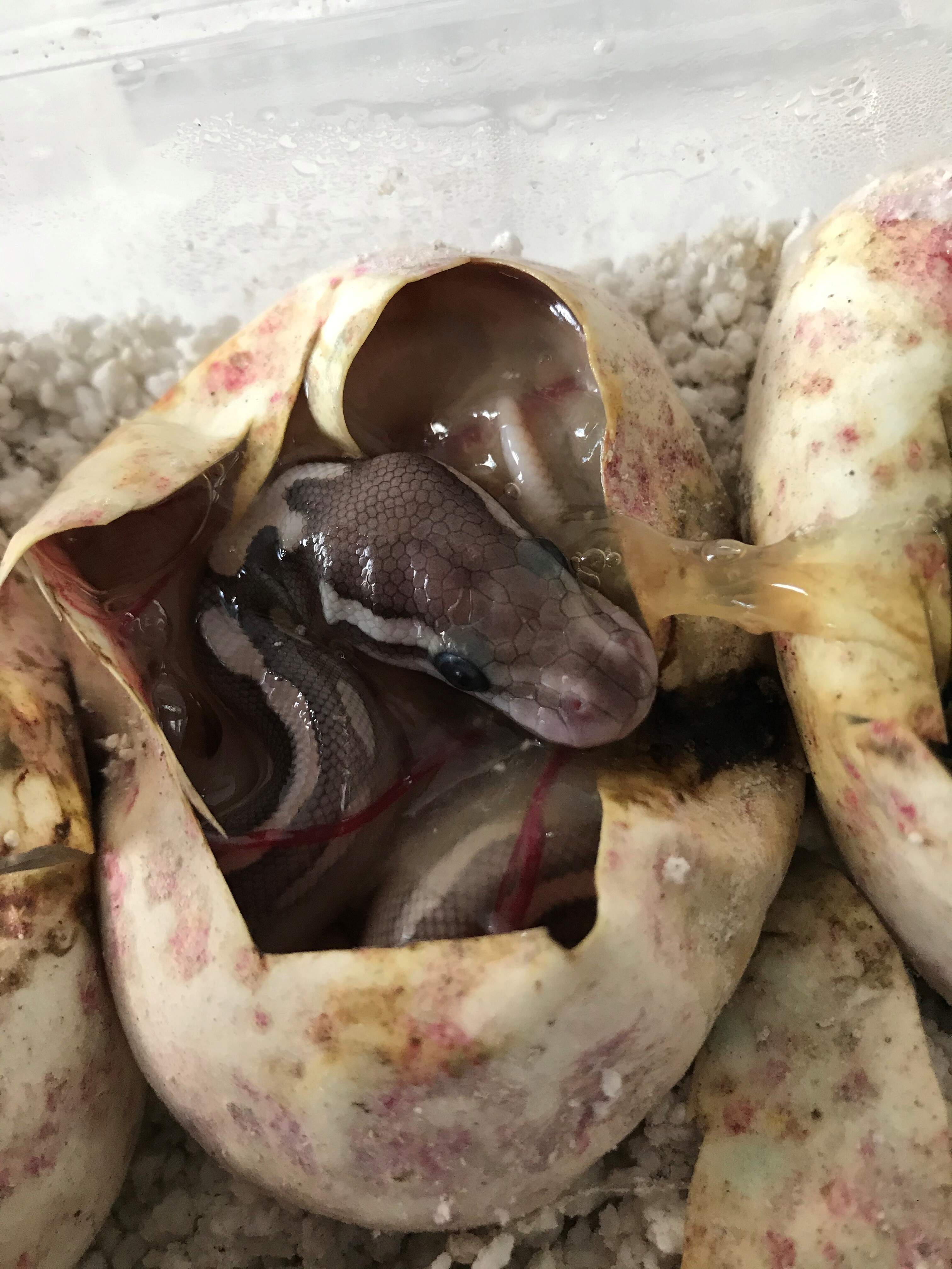 Baby Royal Python leaving the egg