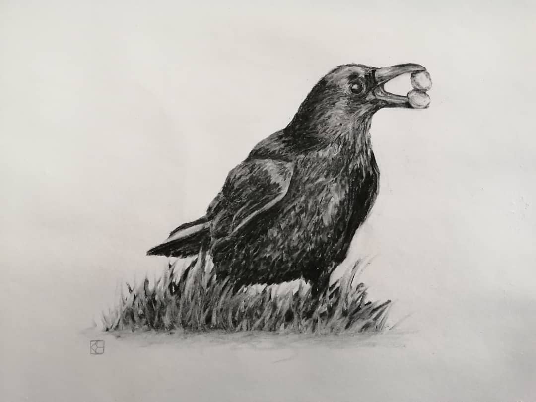 Day 41.  Greedy Crow
