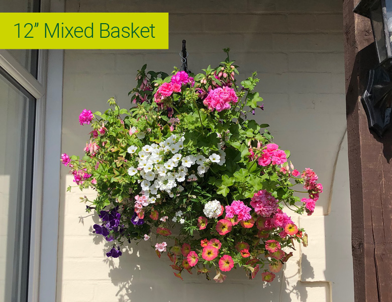 Summer; Hanging Baskets Mixed