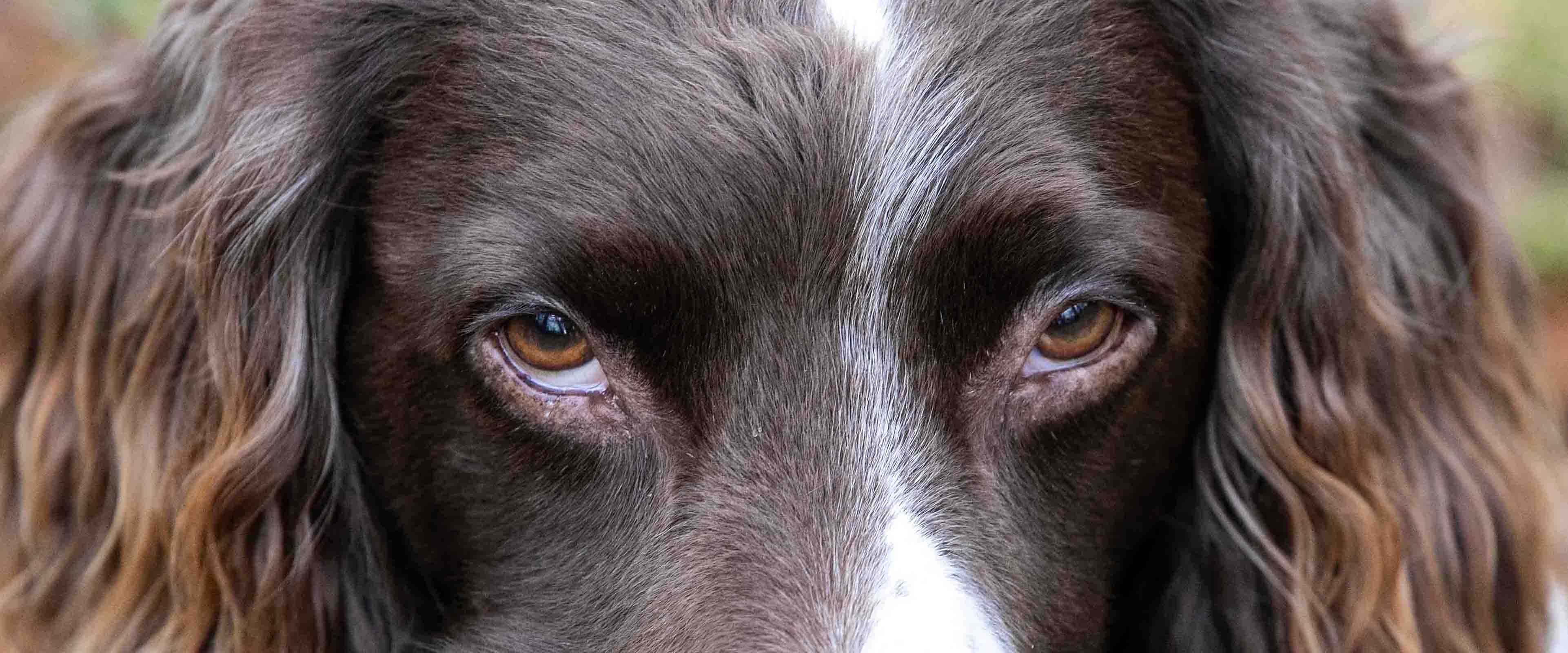 "Dogs look into your soul and help repair the damage"