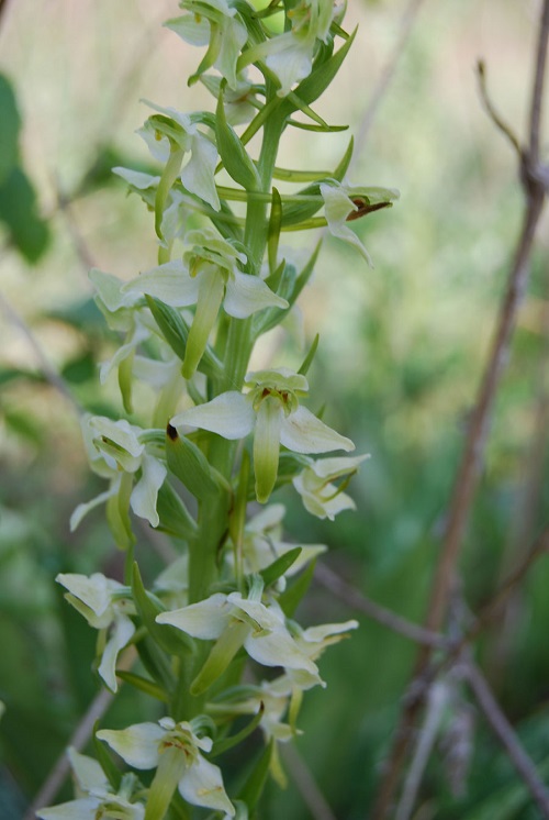 Greater Butterfly Orchid  Platanthera chlorantha in France