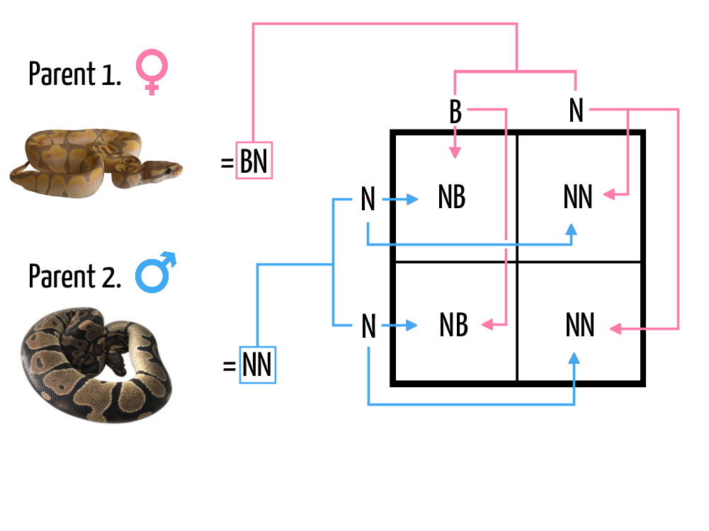 Punnett Square 4