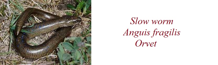 Orvet, Anguis fragilis, Slow worm, in France