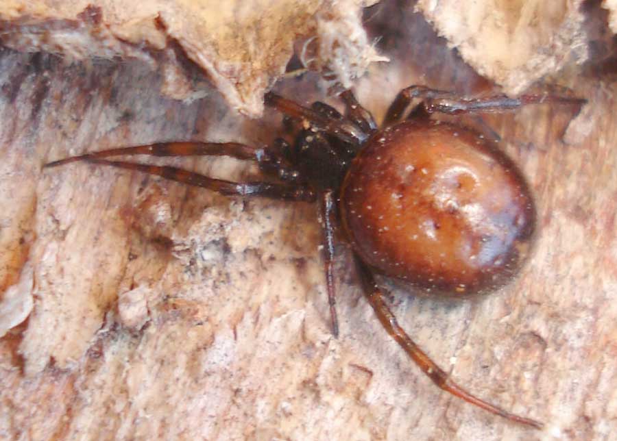 False-widow-spider-Steatoda-bipunctata-France