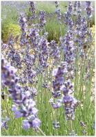 Essential Oil - Lavender, French (Lavandula Angustifolia (France)